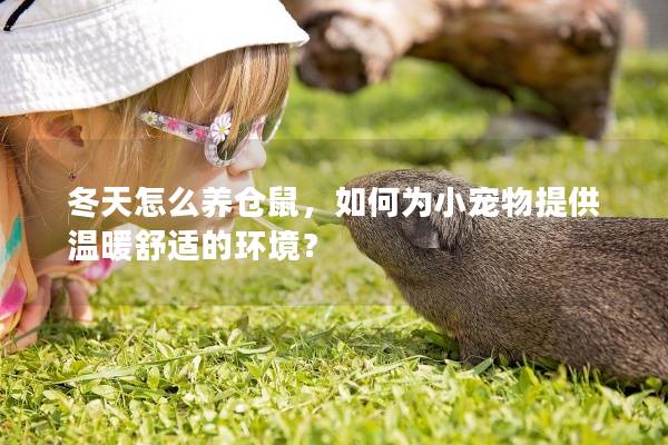冬天怎么养仓鼠，如何为小宠物提供温暖舒适的环境？