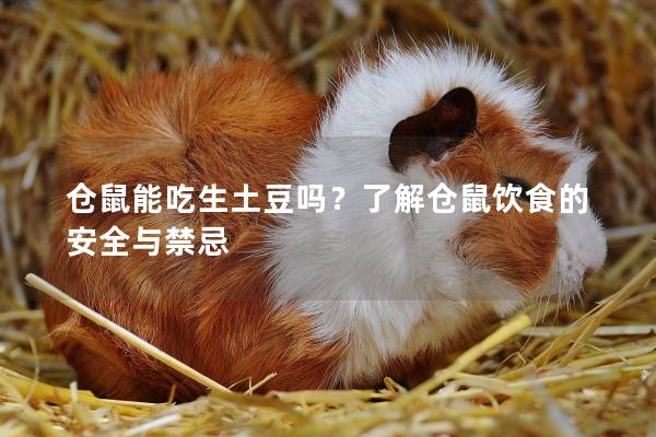 仓鼠能吃生土豆吗？了解仓鼠饮食的安全与禁忌
