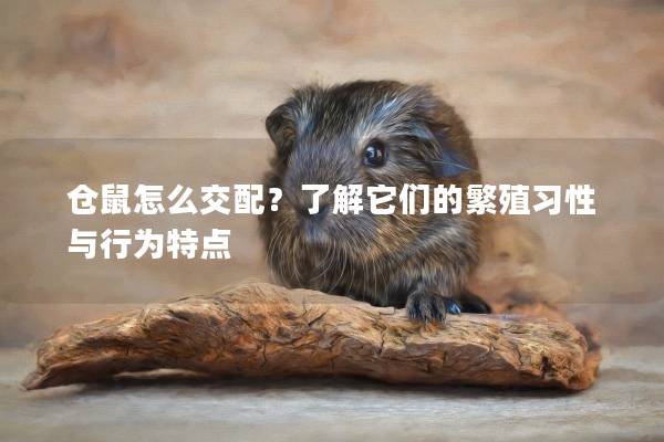 仓鼠怎么交配？了解它们的繁殖习性与行为特点