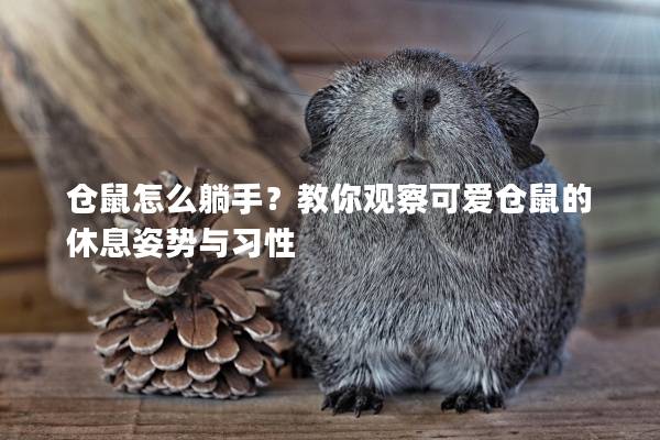 仓鼠怎么躺手?教你观察可爱仓鼠的休息姿势与习性 仓鼠怎么躺手?教你观察可爱仓鼠的休息姿势与习性