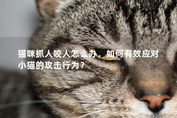 猫咪抓人咬人怎么办，如何有效应对小猫的攻击行为？