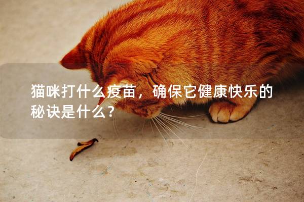 猫咪打什么疫苗，确保它健康快乐的秘诀是什么？