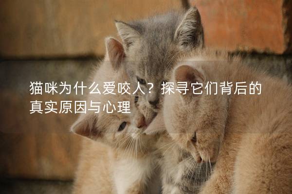 猫咪为什么爱咬人？探寻它们背后的真实原因与心理