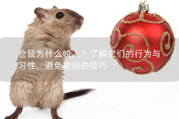 仓鼠为什么咬人？了解它们的行为与习性，避免被咬的技巧