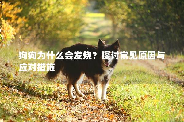狗狗为什么会发烧？探讨常见原因与应对措施