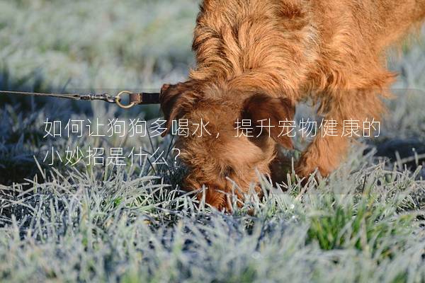 如何让狗狗多喝水，提升宠物健康的小妙招是什么？