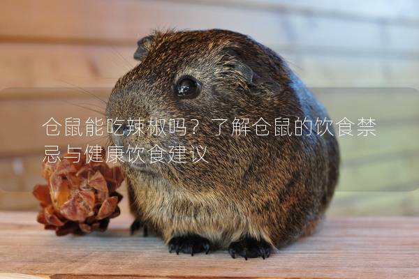 仓鼠能吃辣椒吗？了解仓鼠的饮食禁忌与健康饮食建议