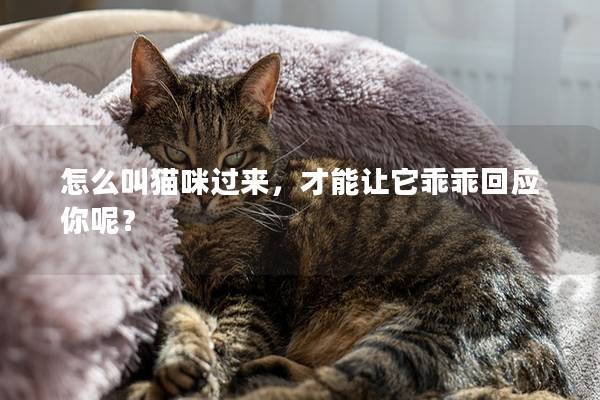 怎么叫猫咪过来，才能让它乖乖回应你呢？