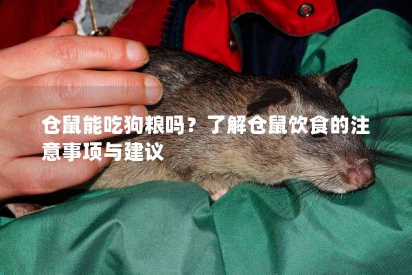 仓鼠能吃狗粮吗？了解仓鼠饮食的注意事项与建议