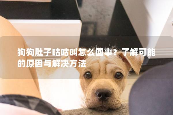 狗狗肚子咕咕叫怎么回事？了解可能的原因与解决方法