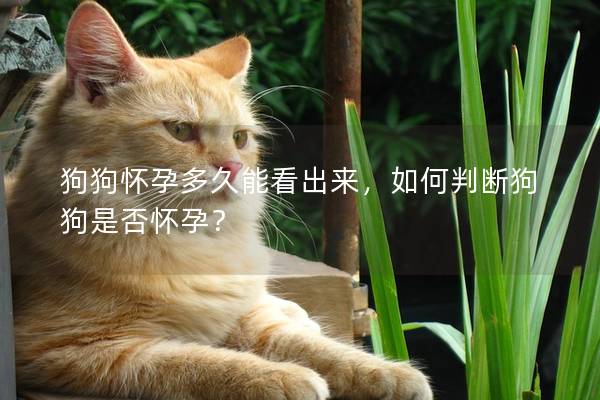 狗狗怀孕多久能看出来，如何判断狗狗是否怀孕？
