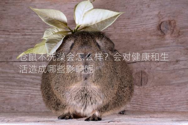 仓鼠不洗澡会怎么样？会对健康和生活造成哪些影响呢