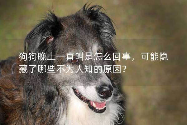 狗狗晚上一直叫是怎么回事，可能隐藏了哪些不为人知的原因？