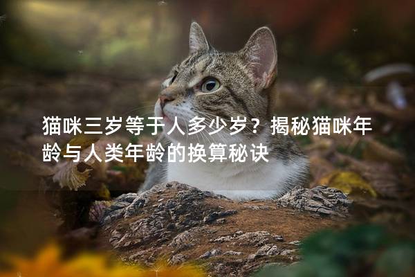 猫咪三岁等于人多少岁？揭秘猫咪年龄与人类年龄的换算秘诀
