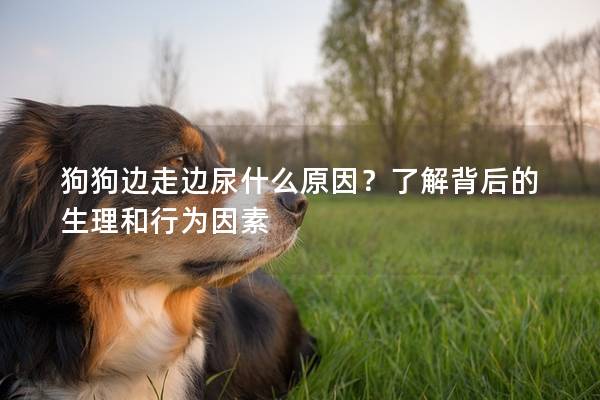 狗狗边走边尿什么原因？了解背后的生理和行为因素