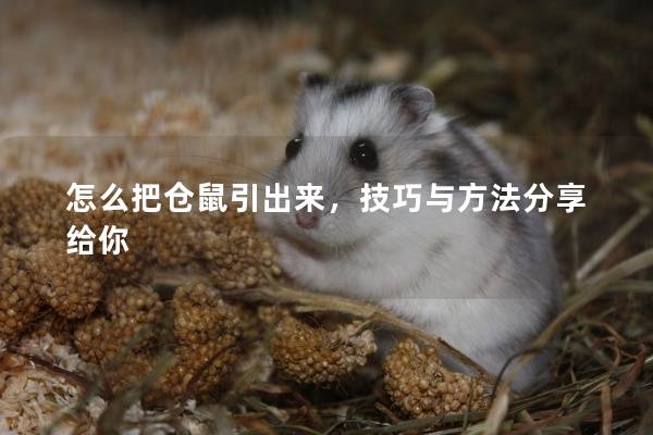 怎么把仓鼠引出来，技巧与方法分享给你