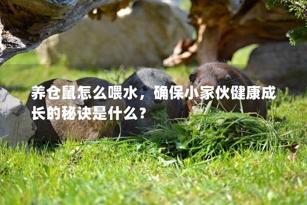 养仓鼠怎么喂水,确保小家伙健康成长的秘诀是什么? 养仓鼠怎么喂水,确保小家伙健康成长的秘诀是什么?