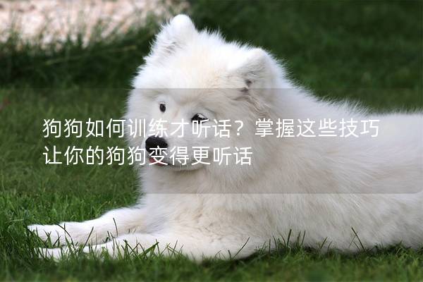 狗狗如何训练才听话?掌握这些技巧让你的狗狗变得更听话 狗狗如何训练才听话?掌握这些技巧让你的狗狗变得更听话