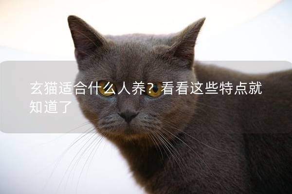 玄猫适合什么人养?看看这些特点就知道了 玄猫适合什么人养?看看这些特点就知道了