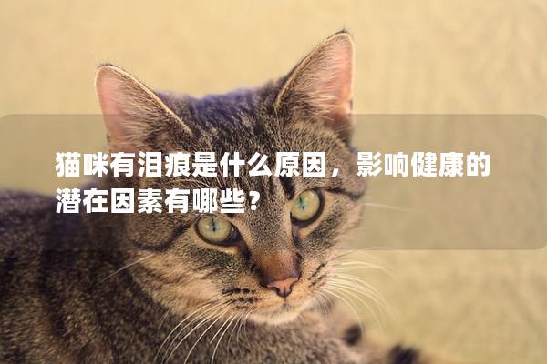 猫咪有泪痕是什么原因,影响健康的潜在因素有哪些? 猫咪有泪痕是什么原因,影响健康的潜在因素有哪些?