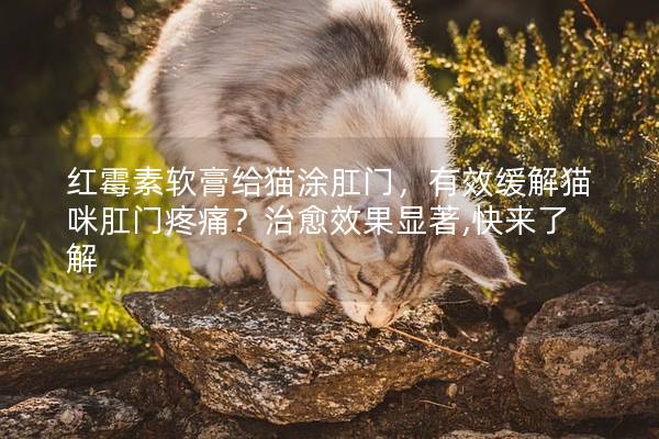 红霉素软膏给猫涂肛门，有效缓解猫咪肛门疼痛？治愈效果显著,快来了解