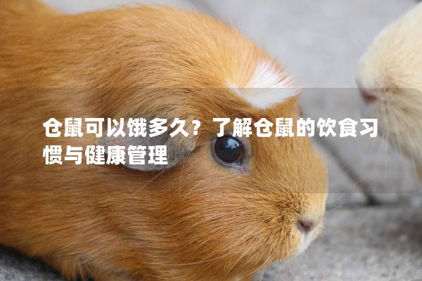 仓鼠可以饿多久？了解仓鼠的饮食习惯与健康管理