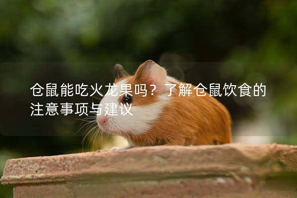 仓鼠能吃火龙果吗？了解仓鼠饮食的注意事项与建议