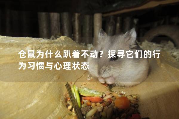 仓鼠为什么趴着不动？探寻它们的行为习惯与心理状态