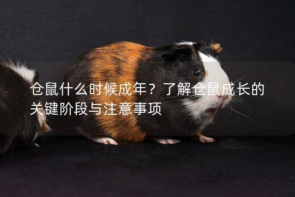仓鼠什么时候成年？了解仓鼠成长的关键阶段与注意事项