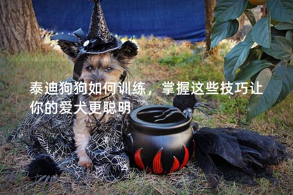 泰迪狗狗如何训练，掌握这些技巧让你的爱犬更聪明