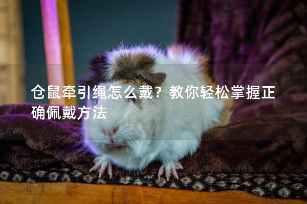 仓鼠牵引绳怎么戴？教你轻松掌握正确佩戴方法