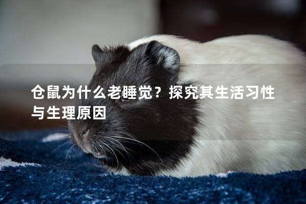 仓鼠为什么老睡觉？探究其生活习性与生理原因