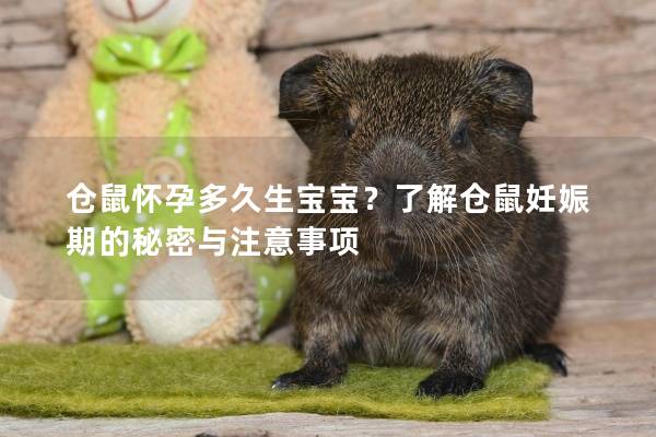 仓鼠怀孕多久生宝宝？了解仓鼠妊娠期的秘密与注意事项
