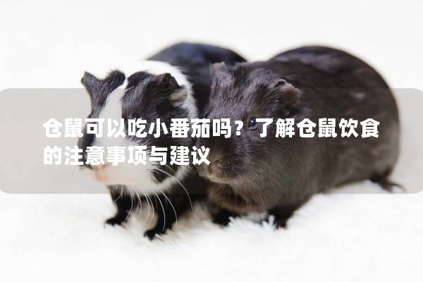 仓鼠可以吃小番茄吗？了解仓鼠饮食的注意事项与建议