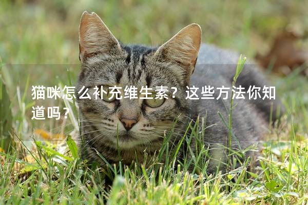 猫咪怎么补充维生素？这些方法你知道吗？
