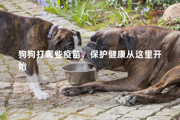狗狗打哪些疫苗,保护健康从这里开始 狗狗打哪些疫苗,保护健康从这里开始