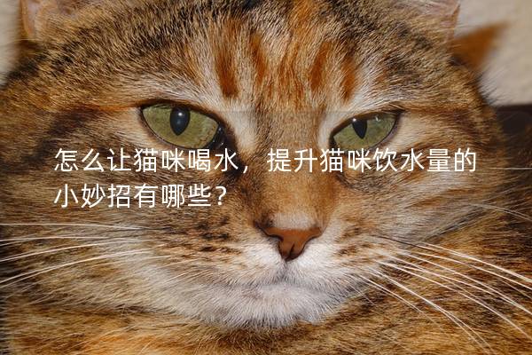 怎么让猫咪喝水，提升猫咪饮水量的小妙招有哪些？