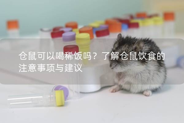仓鼠可以喝稀饭吗？了解仓鼠饮食的注意事项与建议