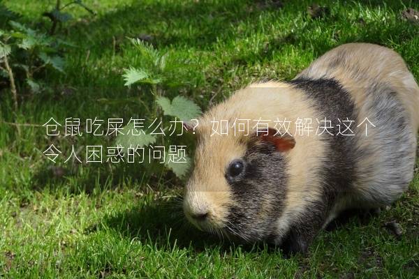 仓鼠吃屎怎么办？如何有效解决这个令人困惑的问题