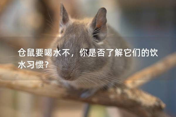 仓鼠要喝水不，你是否了解它们的饮水习惯？