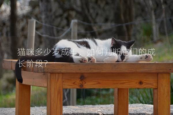 猫咪多少岁成年，如何判断它们的成长阶段？