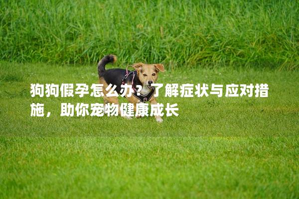 狗狗假孕怎么办？了解症状与应对措施，助你宠物健康成长