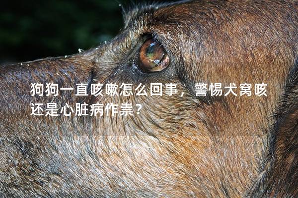 狗狗一直咳嗽怎么回事,警惕犬窝咳还是心脏病作祟? 狗狗一直咳嗽怎么回事,警惕犬窝咳还是心脏病作祟?