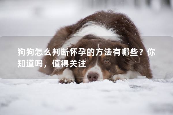 狗狗怎么判断怀孕的方法有哪些？你知道吗，值得关注