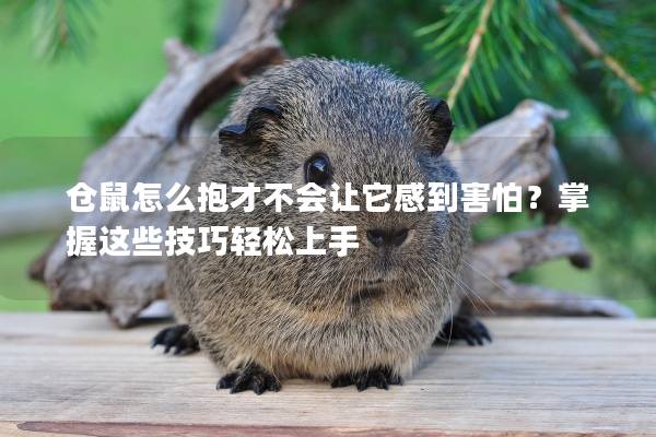 仓鼠怎么抱才不会让它感到害怕？掌握这些技巧轻松上手