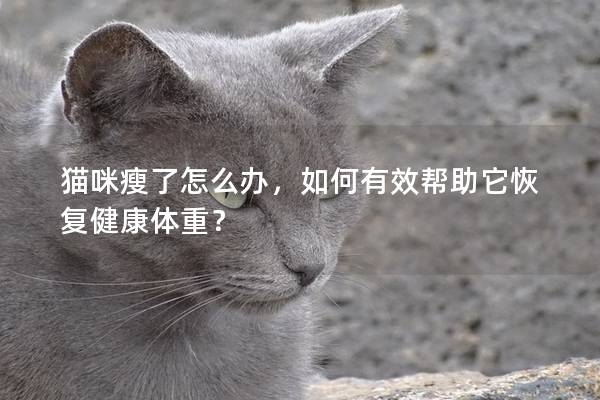 猫咪瘦了怎么办，如何有效帮助它恢复健康体重？
