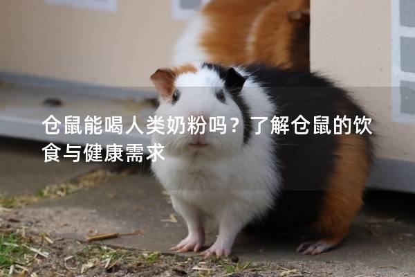 仓鼠能喝人类奶粉吗？了解仓鼠的饮食与健康需求