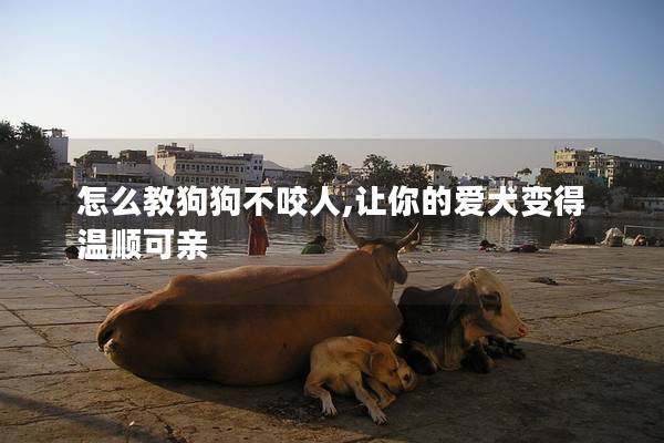 怎么教狗狗不咬人,让你的爱犬变得温顺可亲