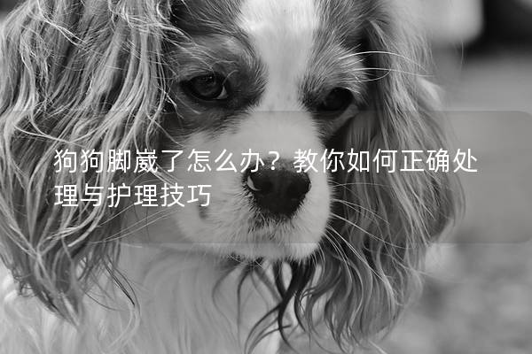 狗狗脚崴了怎么办？教你如何正确处理与护理技巧