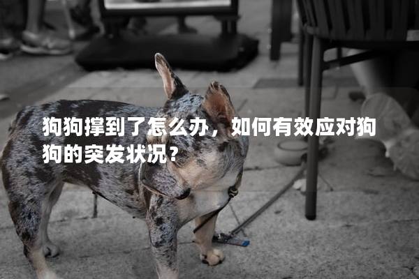 狗狗撑到了怎么办，如何有效应对狗狗的突发状况？